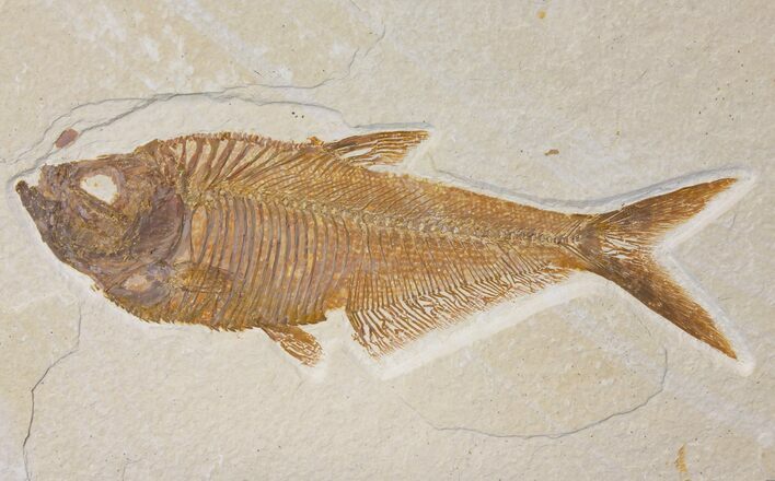 6.25" Fossil Fish (Diplomystus) - Green River Formation
